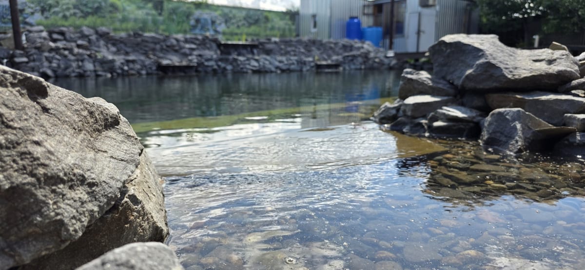 Пруд под Ростовом через год после сдачи — вода прозрачная