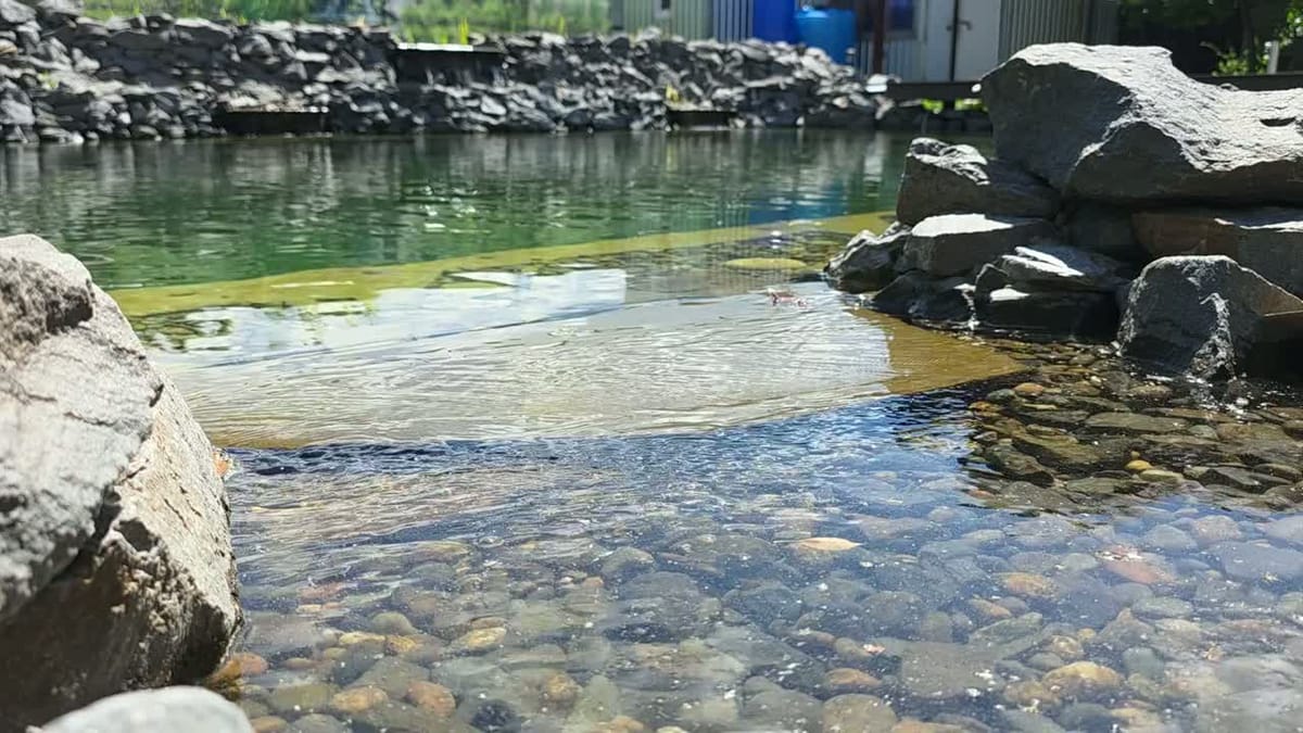 Пруд с прозрачной водой: как он выглядит через год — видео с объекта