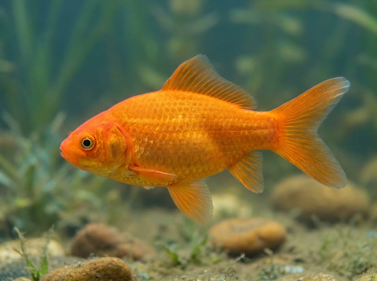 Золотая рыбка — Carassius auratus