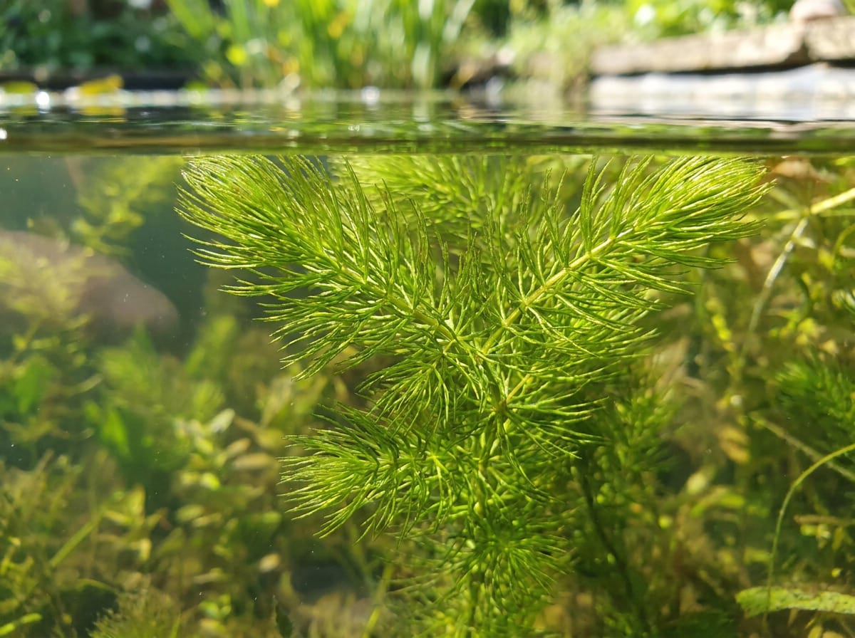 Роголистник погружённый — Ceratophyllum demersum